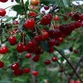 Description description des meilleures variétés de cerisiers de Sibérie, plantation et entretien en plein champ