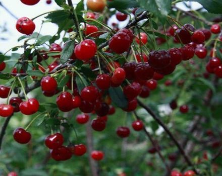 Beskrivning beskrivning av de bästa sorterna av sibirsk körsbär, plantering och skötsel i det öppna fältet