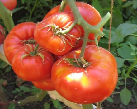 Beschrijving van het tomatenras Deliciosus, kenmerken van teelt en opbrengst