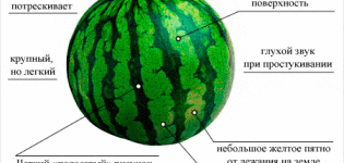 Jak snadné je zjistit zralost melounu v zahradě, nejlepší metody, jak to neudělat