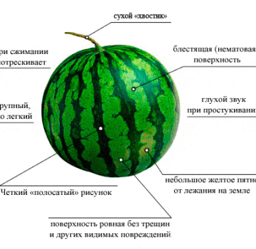 How easy it is to determine the ripeness of a watermelon in the garden, the best methods how not to do it