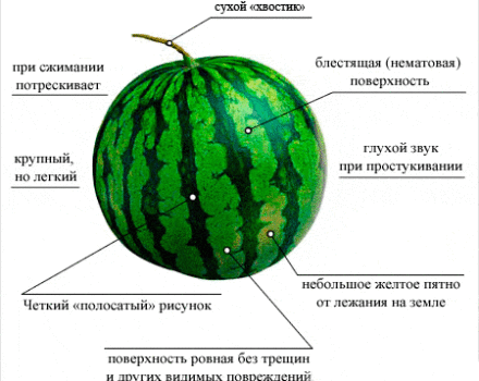 Ako ľahké je zistiť zrelosť melónu v záhrade, najlepšie metódy, ako to neurobiť