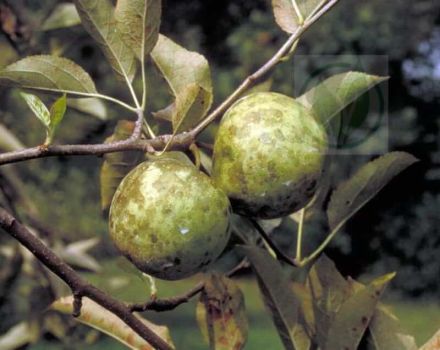 Hoe om te gaan met roetzwam op een appelboom, chemicaliën en biologische producten voor behandeling
