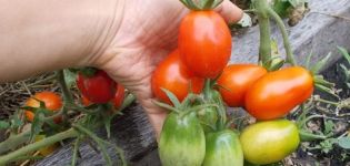 Description et caractéristiques de la variété de tomate Kibitz