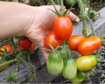 Beskrivning och egenskaper hos Kibitz-tomatsorten