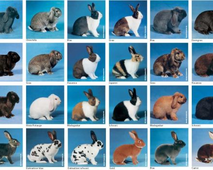 Regeln für die Zucht und Haltung von Kaninchen in Sibirien, die Wahl der Rasse und was zu füttern ist