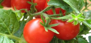 Characteristics and description of the tomato variety Tanya