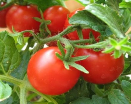 Caractéristiques et description de la variété de tomate Tanya