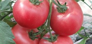 Beskrivning av Barmalei-tomatsorten, dess odling och skötsel