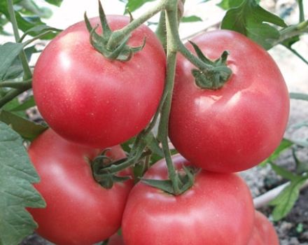 Beskrivning av Barmalei-tomatsorten, dess odling och skötsel