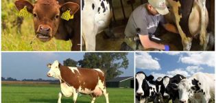 Зашто крава жваче млеко и не даје све, разлоге и шта да ради