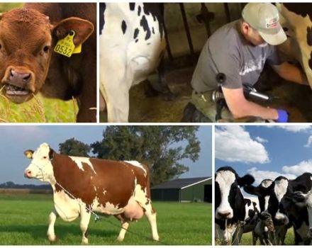 Pourquoi une vache serre le lait et ne donne pas tout, les raisons et ce qu'il faut faire