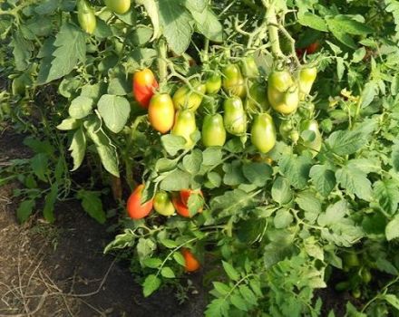 Descripción de la variedad de tomate Grozdeva y sus características.