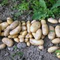 De bästa tidiga och ultra-tidiga potatisvarianterna för plantering i Vitryssland och deras beskrivning