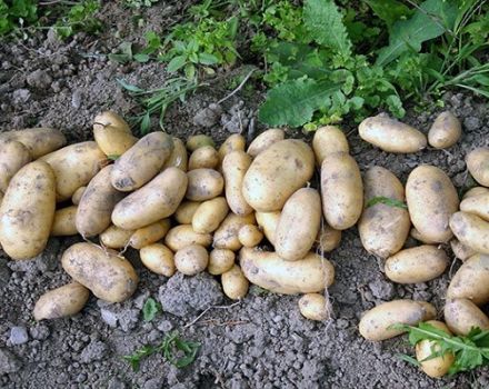 Geriausios ankstyvųjų ir ypač ankstyvųjų bulvių veislės sodinimui Baltarusijoje ir jų aprašymas