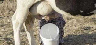 När du kan kalva en ko kan du dricka mjölk och hur många dagar går råmjölken