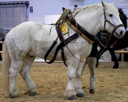 خصائص وميزات الاحتفاظ بخيول الجر الكبيرة من السلالة الروسية