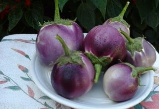 The best varieties of eggplants for greenhouses and open ground in the Leningrad region with a description