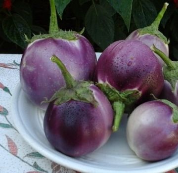 The best varieties of eggplants for greenhouses and open ground in the Leningrad region with a description