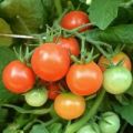 Verzameling van zaden van zeldzame tomatenvariëteiten van Valentina Redko voor 2020