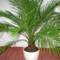 Cultiver un palmier dattier à partir d'une pierre à la maison et aux soins, prévention des maladies