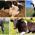 أسباب وأعراض الكيتوزيه في الأبقار ، نظم علاج الماشية في المنزل