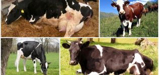 Cause e sintomi della chetosi nelle mucche, regimi di trattamento per il bestiame a casa