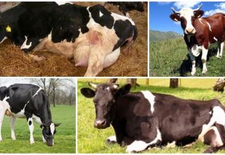 Узроци и симптоми кетозе код крава, режими лечења код говеда код куће