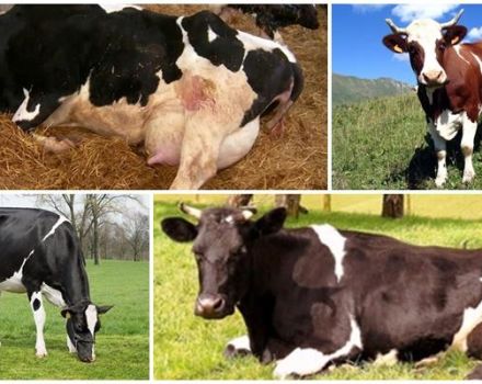 Karvių ketozės priežastys ir simptomai, gydymo schema galvijams namuose