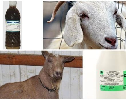 Ako liečiť kozy tympanolom a návod na použitie, dávkovanie a analógy