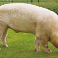 Jorkšyro kiaulių veislės aprašymas ir ypatybės, veisimo ir priežiūros taisyklės