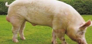 Beskrivning och egenskaper hos Yorkshire-grisrasen, uppfödnings- och vårdregler