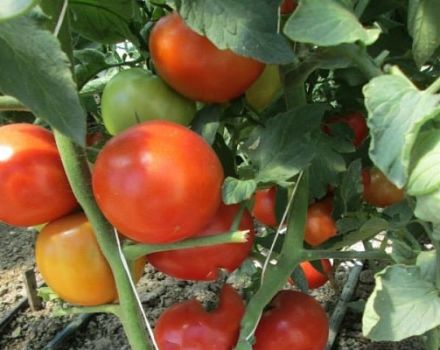 Beschrijving van het tomatenras Zwaartekracht, kenmerken van teelt en verzorging