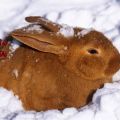 Avantages et inconvénients de garder des lapins en hiver et règles à la maison
