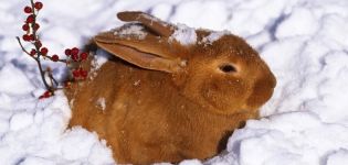 Pros y contras de tener conejos en invierno y reglas en casa.
