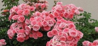 Description and rules for growing floribunda rose varieties Kimono