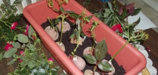 Hur man odlar en ros i potatis, metoder för odling och reproduktion