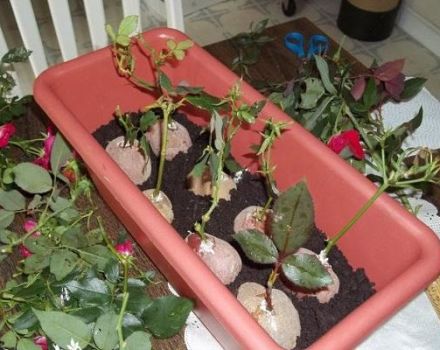 Kaip auginti rožę bulvėse, auginimo ir dauginimo būdai