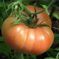 Kenmerken en beschrijving van de tomatensoort Roze wangen