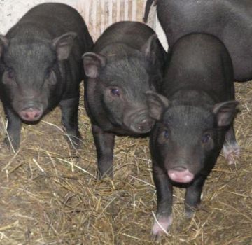 Keeping and breeding Vietnamese piglets at home