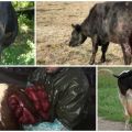 Αιτίες και συμπτώματα πρόπτωσης της μήτρας σε αγελάδα, θεραπεία και πρόληψη