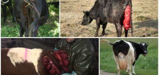 Příčiny a příznaky prolapsu dělohy u krávy, léčba a prevence