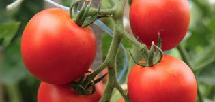 Charakteristiky a opis odrody paradajok, jej úroda