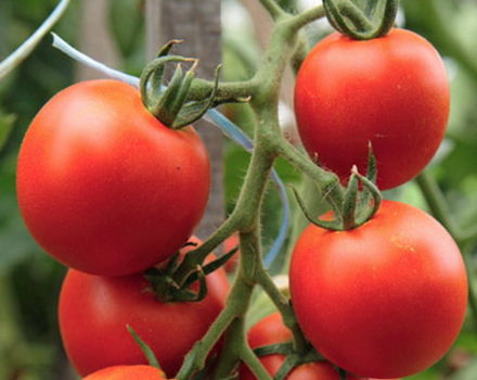 Kenmerken en beschrijving van het tomatenras Zomerbewoner, de opbrengst