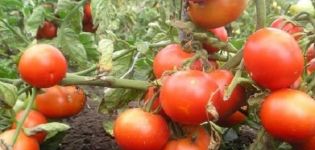 Beskrivning av tomatsorten Russian Happiness, funktioner för odling och vård