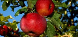 Beskrivelse og egenskaber ved Aport-æbletræet, plantnings- og plejefunktioner