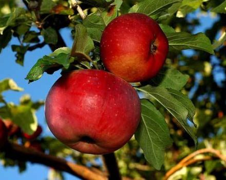 Beskrivelse og karakteristika for æblesorten Aport, plantning og pleje