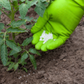 Vilka gödselmedel och när man ska använda för att utfodra tomater i växthus