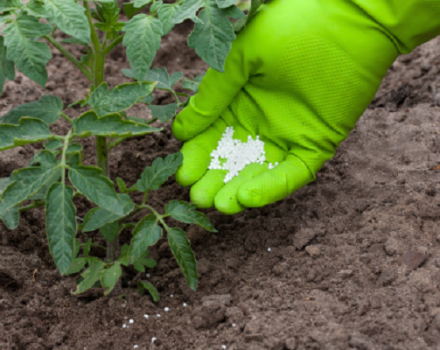 Quali fertilizzanti e quando usare per nutrire i pomodori in una serra