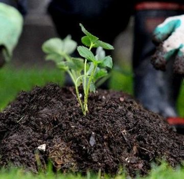 Nejlepší způsob, jak zacházet s jahodami, jak se zbavit plevelů, popis herbicidů